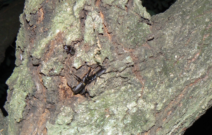 コナラ_コクワガタ2♂1♀_2021年5月31日19時20分頃 22度